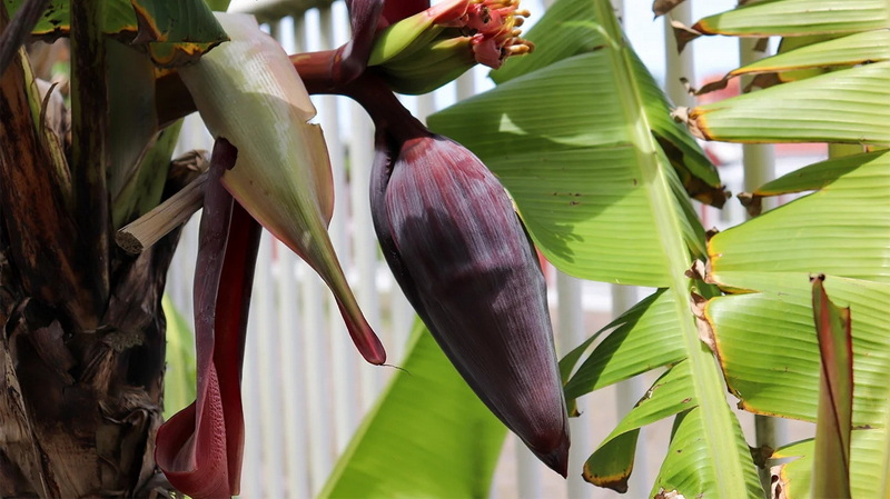 What Is The Best Banaba Leaf Extract Supplement?
