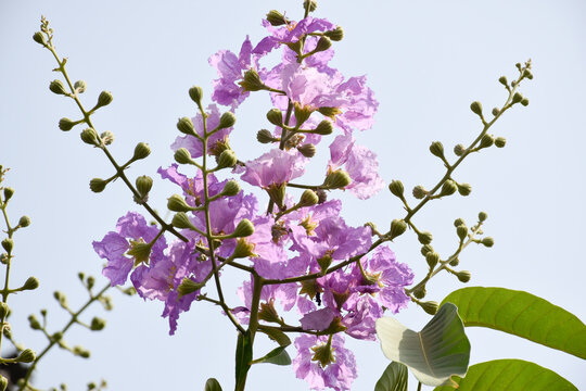 Banaba Leaf Extract Vs. Gymnema Sylvestre: Which Is Best for Diabetes Management?