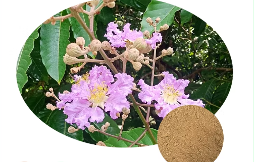 What Are The Benefits of Using ODM Banaba Leaf Extract