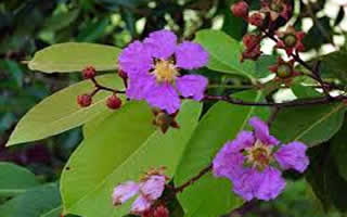 What Makes Banaba Leaf Extract So Popular in Dietary Supplements