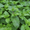 Peppermint Extract