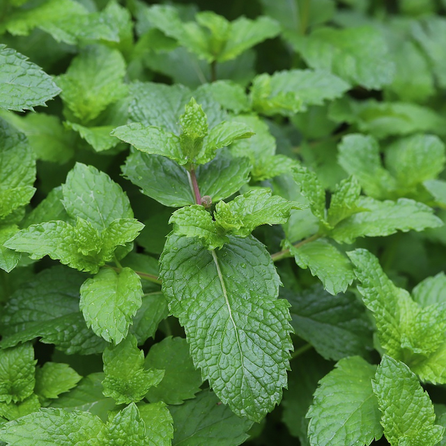 Peppermint Extract