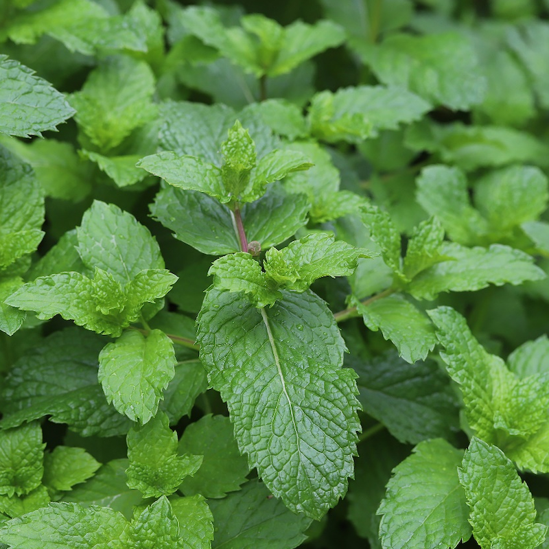 Peppermint Extract