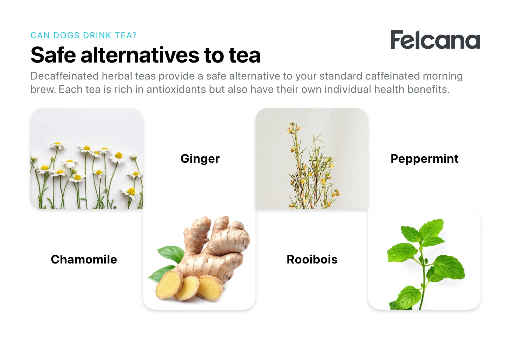 bc32ce6023f62751be6a0a3e8021b34b_alternatives-to-tea-for-dogs_v=1607624671