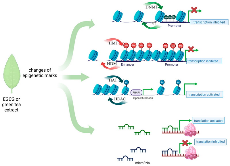 How Much Green Tea Extract Is Needed To Shrink Fibroids