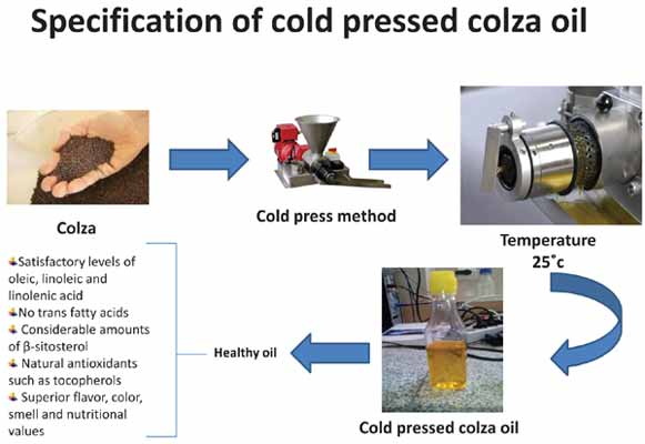 Extract Cold Press Oil From Green Tea Bags (2)