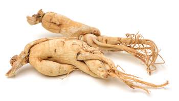 Ginseng Root Extract Manufacturer