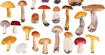 Revolutionizing Global Health---The Power of Mushroom Extract Polysaccharides
