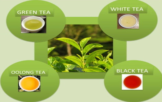 What Are The Top Health Benefits of Green Tea L-Theanine 60%?