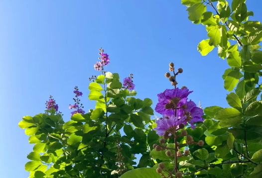 Is Banaba Leaf Extract Effective for Reducing Inflammation