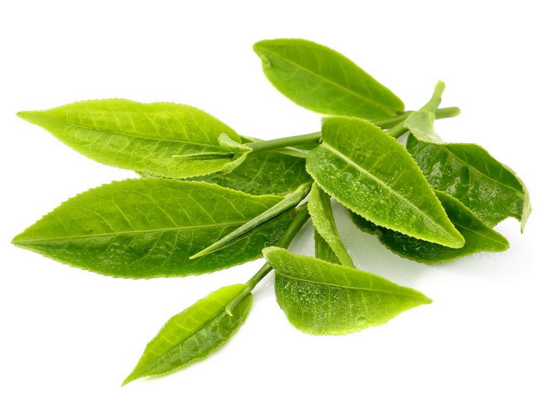 Camellia Oleifera Green Tea Leaf Extract