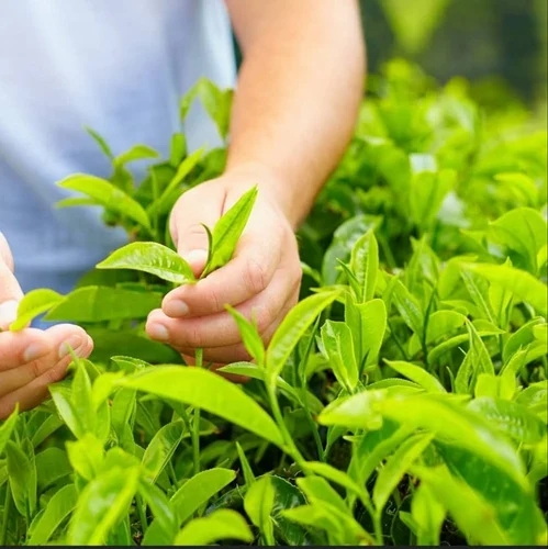 What Is Green Tea Extract Made Out Of?