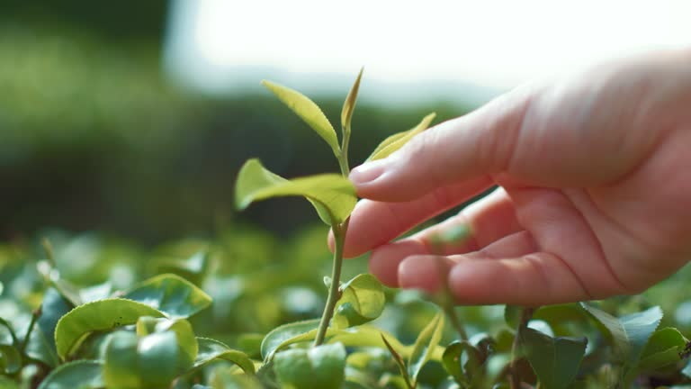 What Is in Camellia Sinensis Green Tea Leaf Extract