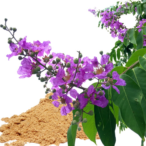 How Can Banaba Leaf Extract Improve Your Blood Sugar Levels