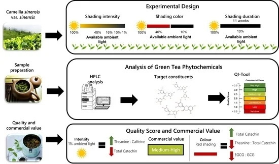 How Do Green Tea L-Theanine 60% Builders Ensure Quality?