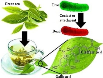 Who Are The Top Makers Of Green Tea L-Theanine 60%?