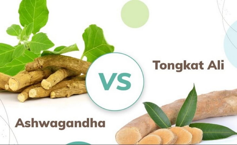 Tongkat Ali Extract Vs. Ashwagandha: Which Reduces Stress More Effectively?
