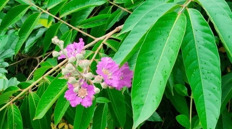 Can Swanson Banaba Leaf Extract Help Manage Diabetes