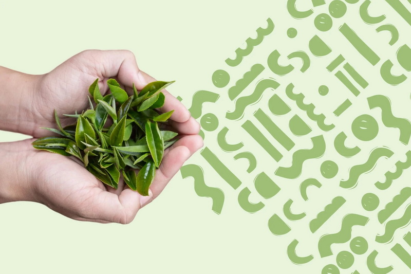 How Does Green Tea L-Theanine 60% Support Immune Function?