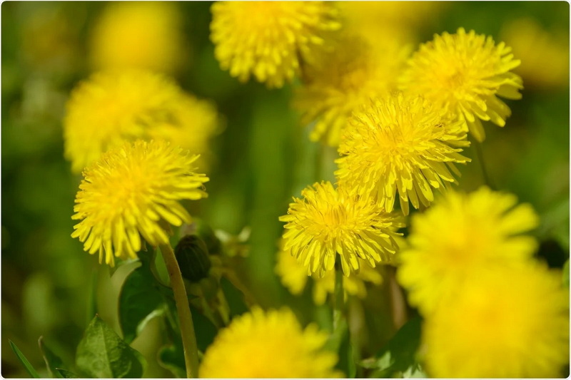 Dandelion Extract