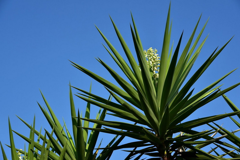 Top Natural Feed Additives Manufacturers and Suppliers in Victoria