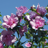 Hibiscus Syriacus Flower Extract
