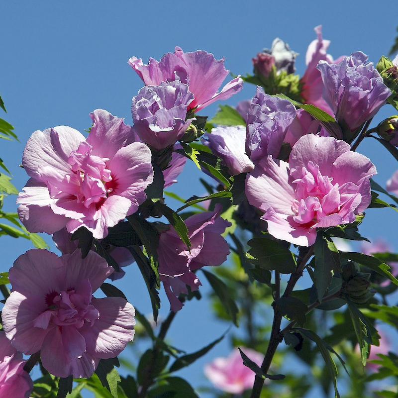 Hibiscus Syriacus Flower Extract
