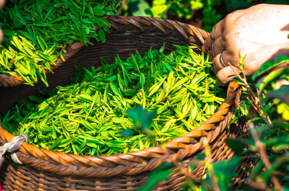 Decaffinted Green Tea Extract
