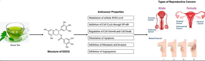 How To Make Green Tea Extract for Hpv?