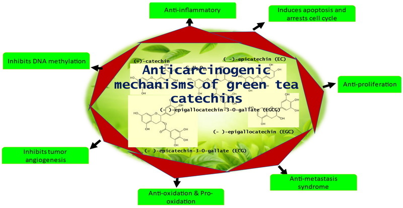 Green Tea Extract And Cll
