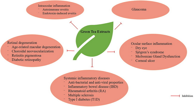 Does Green Tea Extract Affect Eyes?