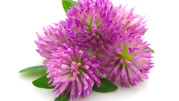 Red Clover Extract Manufacturer