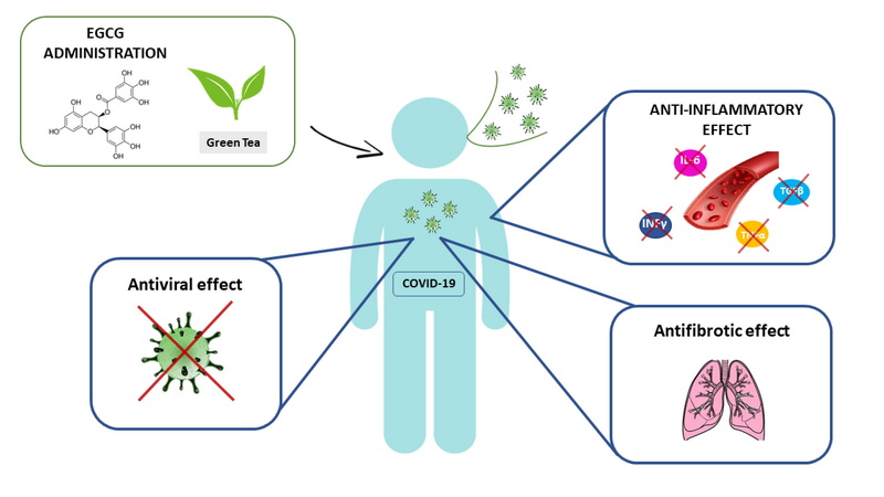 Is Green Tea Extract Pro Or Anti Inflammatory?