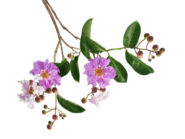 Can Lagerstroemia Speciosa Leaf Extract Improve Metabolism And Energy?
