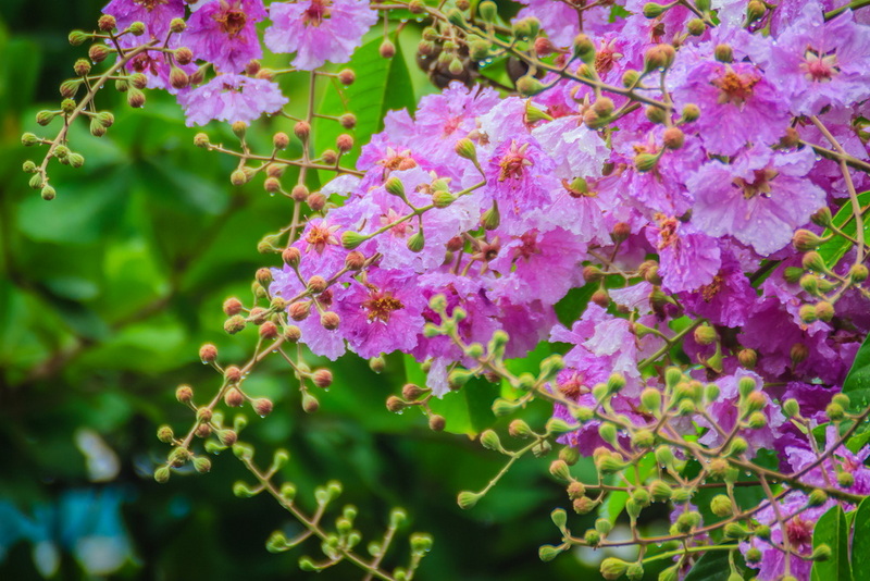 Can Banaba Leaf Extract Act As A Natural Statin for Cholesterol