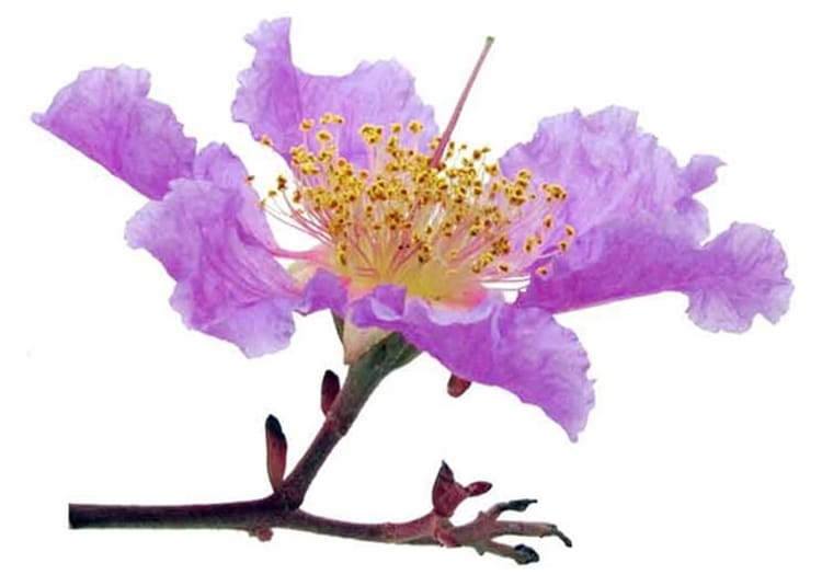 Can Banaba Leaf Extract Naturally Lower Blood Sugar Levels?