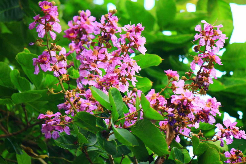 What Are The Best Banaba Leaf Extract Reviews?