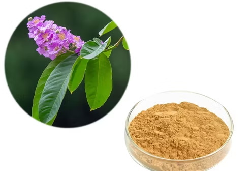 What Is The Manufacturing Process At Banaba Leaf Extract Companies