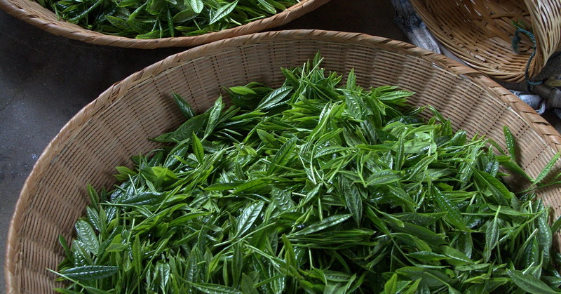 Is Green Tea L-Theanine 60% Better Than CBD for Anxiety Relief?