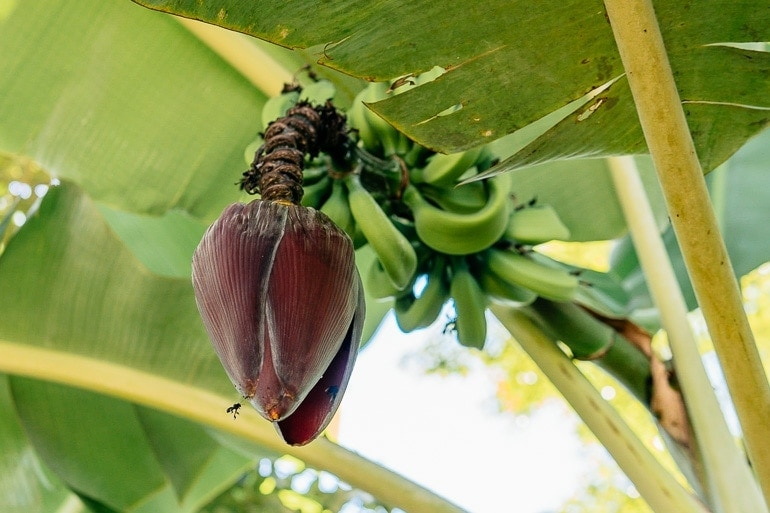 How Safe Is Banaba Leaf Extract for Weight Loss?