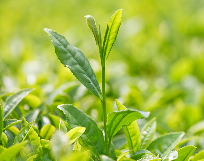 What Are The Effects of Green Tea Extract?