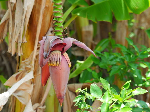 Is Banaba Leaf Extract The Best Natural Remedy for Blood Sugar Control?
