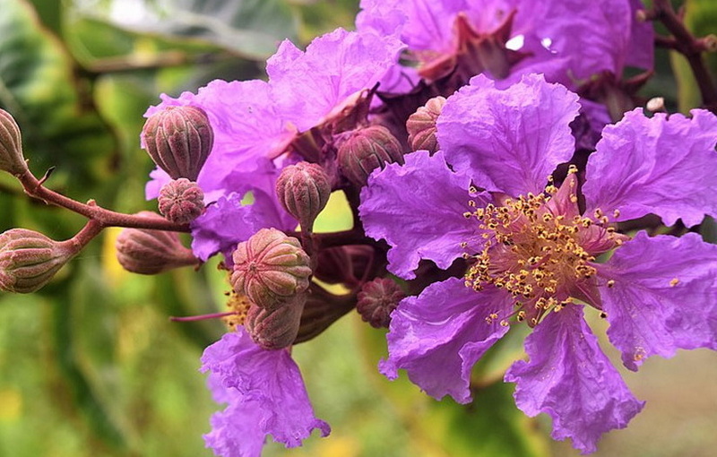 Banaba Leaf Extract vs. Green Tea Extract: Which Is Better for Metabolism?