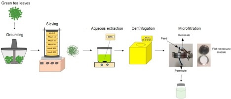 What Green Tea Extract Had Highest Concentration of Polyphenols