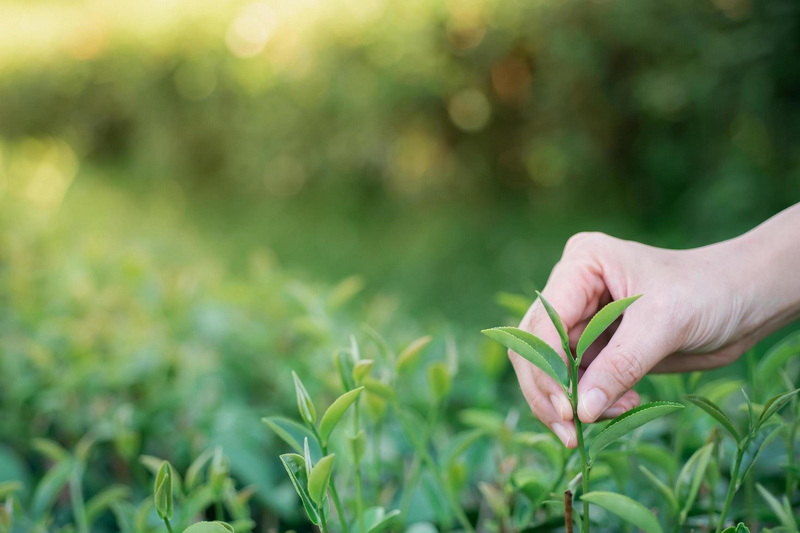 Green Tea Extracts Service