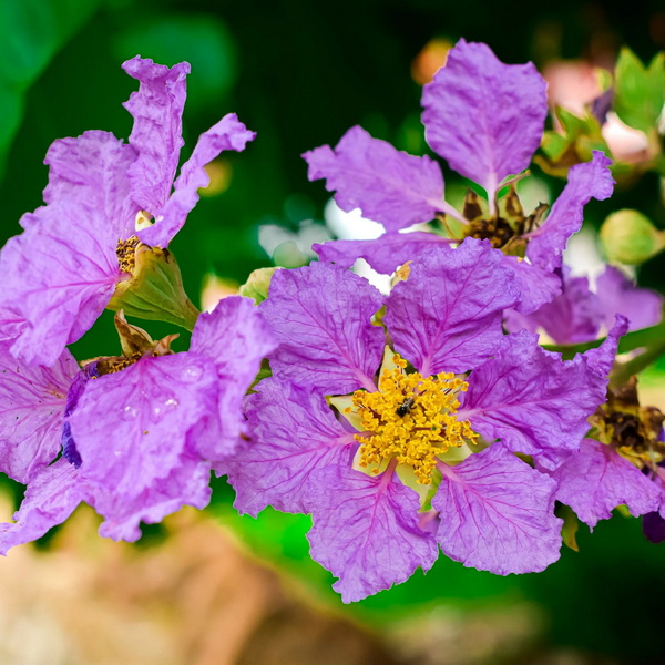 Is China Banaba Leaf Extract Safe and Effective?
