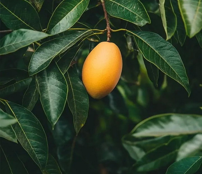 Can China Mango Leaf Extract Help Control Blood Sugar?