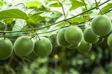 Monk Fruit Extract Mogroside
