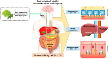 How Long To Get Green Tea Extract Out of System_1