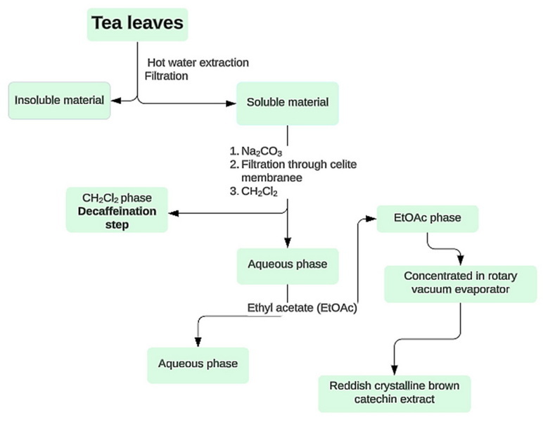 How To Extract Catechins From Green Tea?